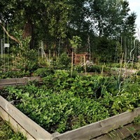 Prazelenina - a vegetable-growing club with a café. The trend of connecting gardening and social activities is now spreading to other parts of the city.