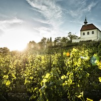The Vineyards of St. Clara are part of the Botanical Gardens of the Capital City of Prague.