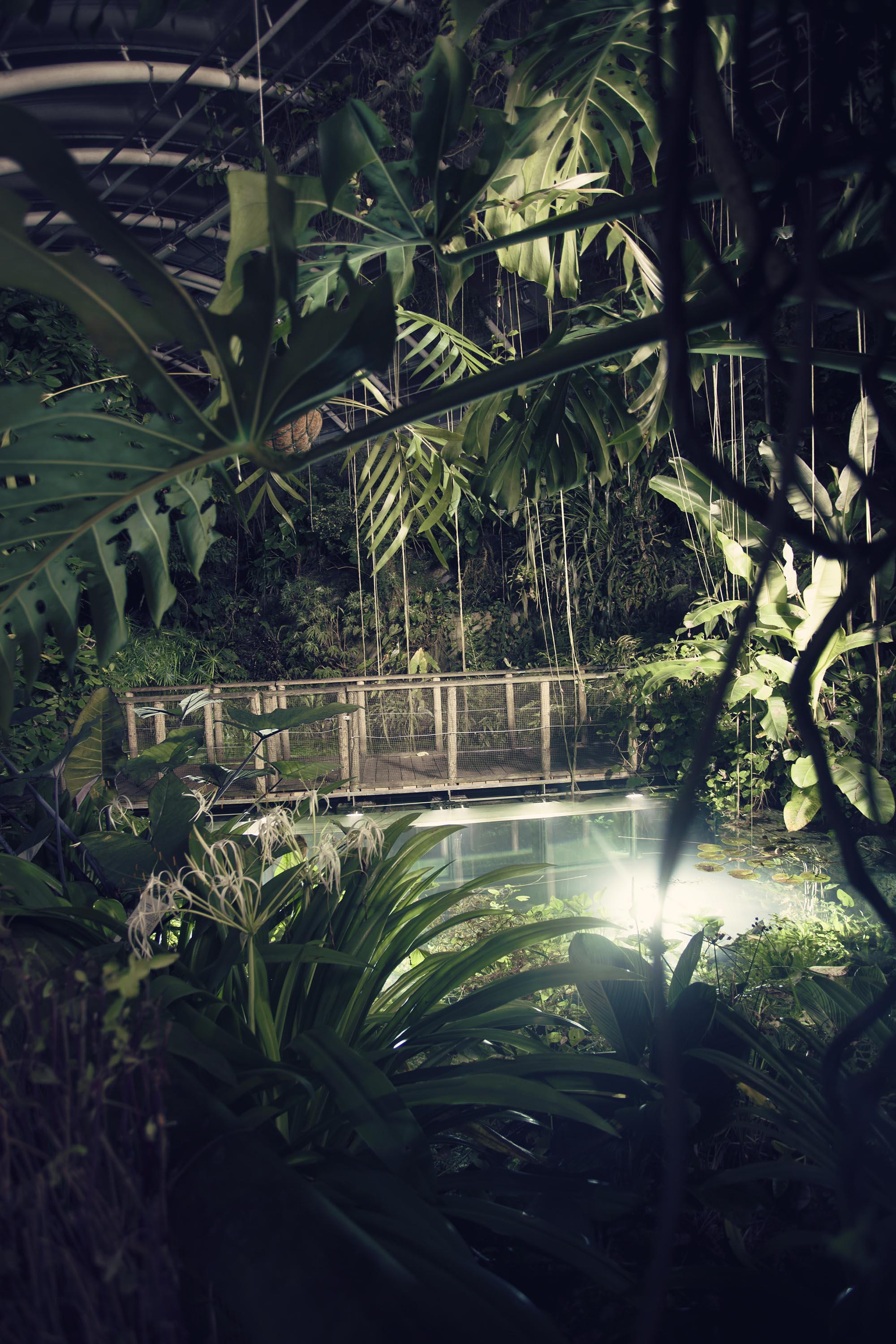 Джунгли внутри тебя. Пальмовая оранжерея Аптекарского огорода. Джангл оранжерея. Ботанический сад СПБ тропики. Ботанический сад СПБ оранжерея тропических растений.